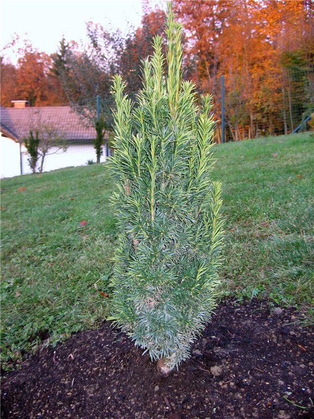 Taxus baccata Fastigiata Auera